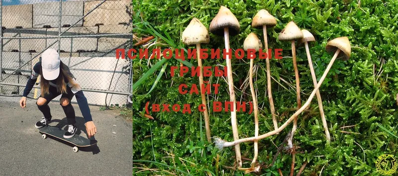 Псилоцибиновые грибы MAGIC MUSHROOMS  наркотики  Ухта 